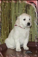 Девочка Золотистого (Голден) ретривера - <ro>Изображение</ro><ru>Изображение</ru> #6, <ru>Объявление</ru> #226885