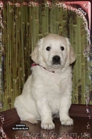 Девочка Золотистого (Голден) ретривера - <ro>Изображение</ro><ru>Изображение</ru> #7, <ru>Объявление</ru> #226885