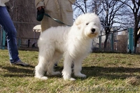 Лучший щенок Южнорусской овчарки - <ro>Изображение</ro><ru>Изображение</ru> #4, <ru>Объявление</ru> #226770