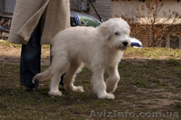 Лучший щенок Южнорусской овчарки - <ro>Изображение</ro><ru>Изображение</ru> #5, <ru>Объявление</ru> #226770
