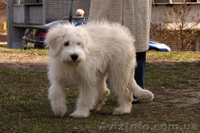 Лучший щенок Южнорусской овчарки - <ro>Изображение</ro><ru>Изображение</ru> #6, <ru>Объявление</ru> #226770