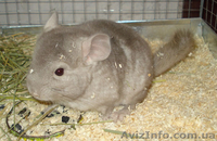 Шиншиллы Гетеробеж - <ro>Изображение</ro><ru>Изображение</ru> #1, <ru>Объявление</ru> #221125