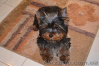 Элитные щеночки йоркширского терьера шоу класса - <ro>Изображение</ro><ru>Изображение</ru> #1, <ru>Объявление</ru> #244624