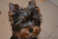 Элитные щеночки йоркширского терьера шоу класса - <ro>Изображение</ro><ru>Изображение</ru> #3, <ru>Объявление</ru> #244624