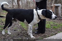 Красивый благородный пес ищет дом - <ro>Изображение</ro><ru>Изображение</ru> #1, <ru>Объявление</ru> #227932