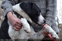 Красивый благородный пес ищет дом - <ro>Изображение</ro><ru>Изображение</ru> #3, <ru>Объявление</ru> #227932