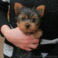 Болд энд Бюти ждет своего хозяина - <ro>Изображение</ro><ru>Изображение</ru> #2, <ru>Объявление</ru> #223121