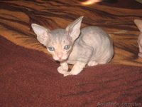 Девочки канадского сфинкса - <ro>Изображение</ro><ru>Изображение</ru> #2, <ru>Объявление</ru> #232409