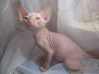 Девочки канадского сфинкса - <ro>Изображение</ro><ru>Изображение</ru> #1, <ru>Объявление</ru> #232409