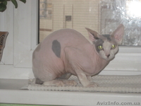 Девочки канадского сфинкса - <ro>Изображение</ro><ru>Изображение</ru> #3, <ru>Объявление</ru> #232409