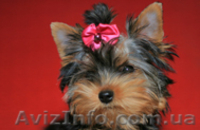 Болд энд Бюти ждетвАС - <ro>Изображение</ro><ru>Изображение</ru> #2, <ru>Объявление</ru> #223127