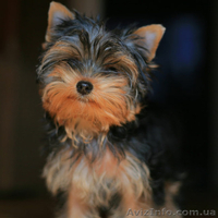 Болд энд Бюти ждетвАС - <ro>Изображение</ro><ru>Изображение</ru> #3, <ru>Объявление</ru> #223127