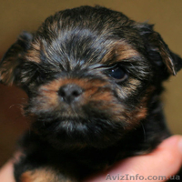 Болд энд Бюти ждет своего хозяина - <ro>Изображение</ro><ru>Изображение</ru> #1, <ru>Объявление</ru> #223121