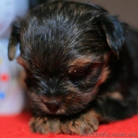 Болд энд Бюти ждетвАС - <ro>Изображение</ro><ru>Изображение</ru> #4, <ru>Объявление</ru> #223127