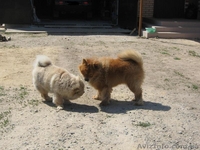 Щенки ЧАУ ЧАУ в хорошие руки)) - <ro>Изображение</ro><ru>Изображение</ru> #3, <ru>Объявление</ru> #226035