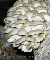 Продажа грибов вешенка  - <ro>Изображение</ro><ru>Изображение</ru> #2, <ru>Объявление</ru> #159877