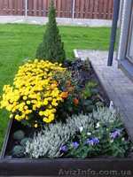 Ваш газон по евростандарту. - <ro>Изображение</ro><ru>Изображение</ru> #3, <ru>Объявление</ru> #233913