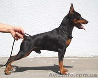 Цверпинчера щенки родословная РКФ - <ro>Изображение</ro><ru>Изображение</ru> #2, <ru>Объявление</ru> #243794