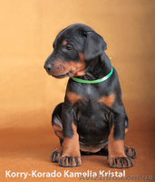 Доберман сука ч/п шоу-класса щенок купить рожд 24 01 11 - <ro>Изображение</ro><ru>Изображение</ru> #1, <ru>Объявление</ru> #239157