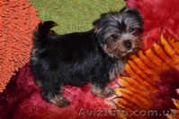 Йоркширский терьер, мини и стандарт. - <ro>Изображение</ro><ru>Изображение</ru> #2, <ru>Объявление</ru> #229823