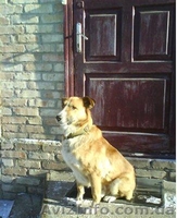 В хорошие руки пес для охраны вашего дома Киев - <ro>Изображение</ro><ru>Изображение</ru> #2, <ru>Объявление</ru> #197369