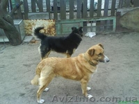 В хорошие руки пес для охраны вашего дома Киев - <ro>Изображение</ro><ru>Изображение</ru> #3, <ru>Объявление</ru> #197369