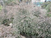  Продаю Семена газона и травы универсальной, хвойные растения          - <ro>Изображение</ro><ru>Изображение</ru> #4, <ru>Объявление</ru> #241038