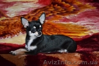 Чихуашочки супер мини - <ro>Изображение</ro><ru>Изображение</ru> #1, <ru>Объявление</ru> #220598