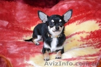 Чихуашочки супер мини - <ro>Изображение</ro><ru>Изображение</ru> #2, <ru>Объявление</ru> #220598