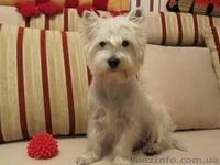 Вязка Вест Хайленд Уайт Терьер West Highland White Terrier - <ro>Изображение</ro><ru>Изображение</ru> #1, <ru>Объявление</ru> #253115