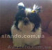 Срочно! девочка ши тцу, лучшая из помёта - <ro>Изображение</ro><ru>Изображение</ru> #6, <ru>Объявление</ru> #277719