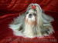 Срочно! девочка ши тцу, лучшая из помёта - <ro>Изображение</ro><ru>Изображение</ru> #5, <ru>Объявление</ru> #277719