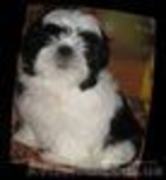 Срочно! девочка ши тцу, лучшая из помёта - <ro>Изображение</ro><ru>Изображение</ru> #3, <ru>Объявление</ru> #277719