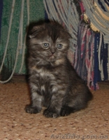 Клубные котята породы Шотландская вислоухая - <ro>Изображение</ro><ru>Изображение</ru> #1, <ru>Объявление</ru> #252309