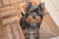 Гламурные щеночки йоркширского терьера шоу класса. - <ro>Изображение</ro><ru>Изображение</ru> #3, <ru>Объявление</ru> #259372