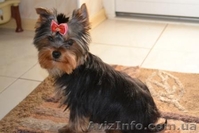 Гламурные щеночки йоркширского терьера шоу класса. - <ro>Изображение</ro><ru>Изображение</ru> #2, <ru>Объявление</ru> #259372