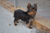 Элитные щеночки йоркширского терьера мини и стандарт шоу класса - <ro>Изображение</ro><ru>Изображение</ru> #3, <ru>Объявление</ru> #252907