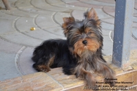 Гламурные щеночки йоркширского терьера шоу класса. - <ro>Изображение</ro><ru>Изображение</ru> #1, <ru>Объявление</ru> #259372