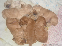 Продаж цуценят американського кокер - спаніеля  - <ro>Изображение</ro><ru>Изображение</ru> #2, <ru>Объявление</ru> #269999