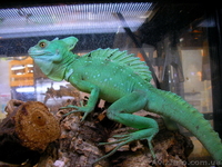 Рептилии-Зеленый василиск - <ro>Изображение</ro><ru>Изображение</ru> #3, <ru>Объявление</ru> #272161