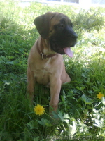 продаются щенки бульмастифа  - <ro>Изображение</ro><ru>Изображение</ru> #1, <ru>Объявление</ru> #258123