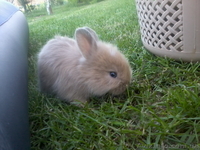 Продам кролика декоративного - <ro>Изображение</ro><ru>Изображение</ru> #3, <ru>Объявление</ru> #276617