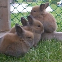 Продам кролика декоративного - <ro>Изображение</ro><ru>Изображение</ru> #2, <ru>Объявление</ru> #276617