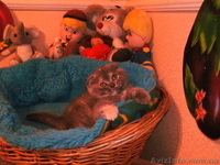 шотландская вислоушка - <ro>Изображение</ro><ru>Изображение</ru> #1, <ru>Объявление</ru> #265814