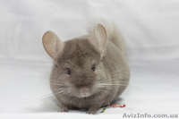 Продам шиншилу Киев  - <ro>Изображение</ro><ru>Изображение</ru> #1, <ru>Объявление</ru> #273564