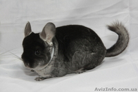 Продам шиншилу Сірий Стандарт - <ro>Изображение</ro><ru>Изображение</ru> #1, <ru>Объявление</ru> #273921
