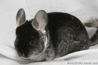 Продам шиншилу Киев  - <ro>Изображение</ro><ru>Изображение</ru> #3, <ru>Объявление</ru> #273564
