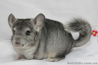 Продам шиншилу Сірий Стандарт - <ro>Изображение</ro><ru>Изображение</ru> #2, <ru>Объявление</ru> #273921