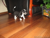 Щенки породы чихуахуа - <ro>Изображение</ro><ru>Изображение</ru> #1, <ru>Объявление</ru> #260186