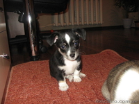 Щенки породы чихуахуа - <ro>Изображение</ro><ru>Изображение</ru> #3, <ru>Объявление</ru> #260186